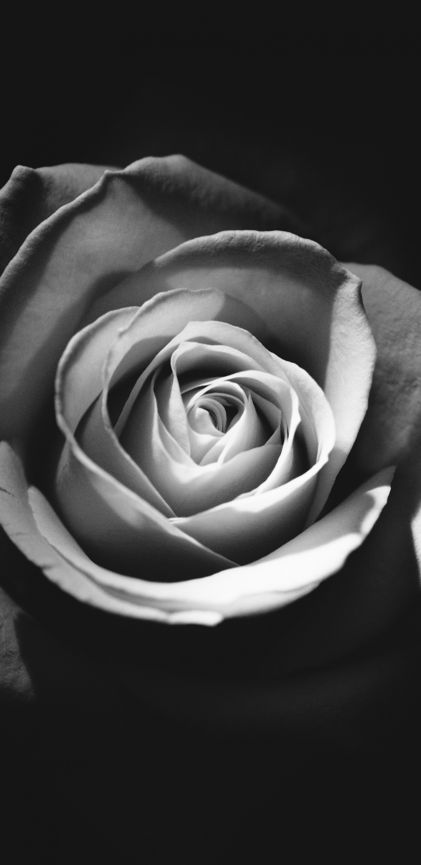 Foto en Escala de Grises de Flor Rosa. Wallpaper in 1440x2960 Resolution