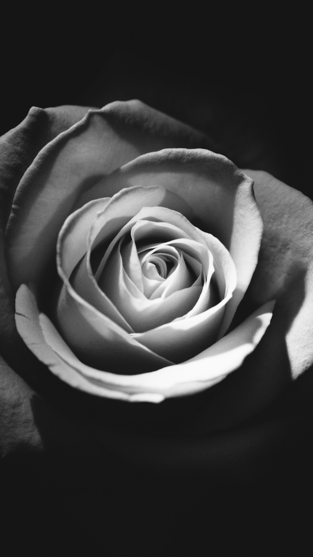 Photo en Niveaux de Gris de Fleur Rose. Wallpaper in 1080x1920 Resolution