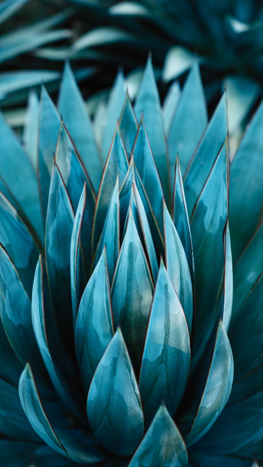 Green Plant in Close up Photography. Wallpaper in 1080x1920 Resolution