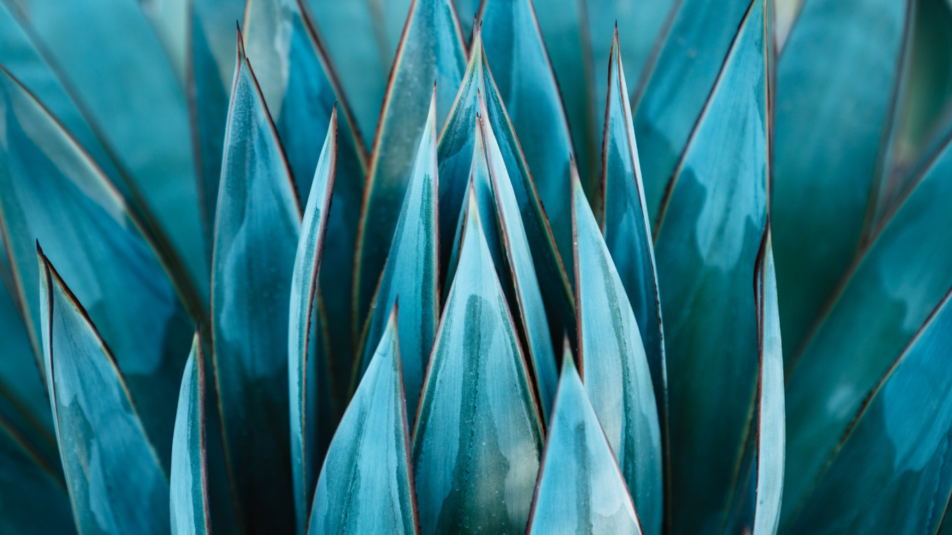 Green Plant in Close up Photography. Wallpaper in 1366x768 Resolution