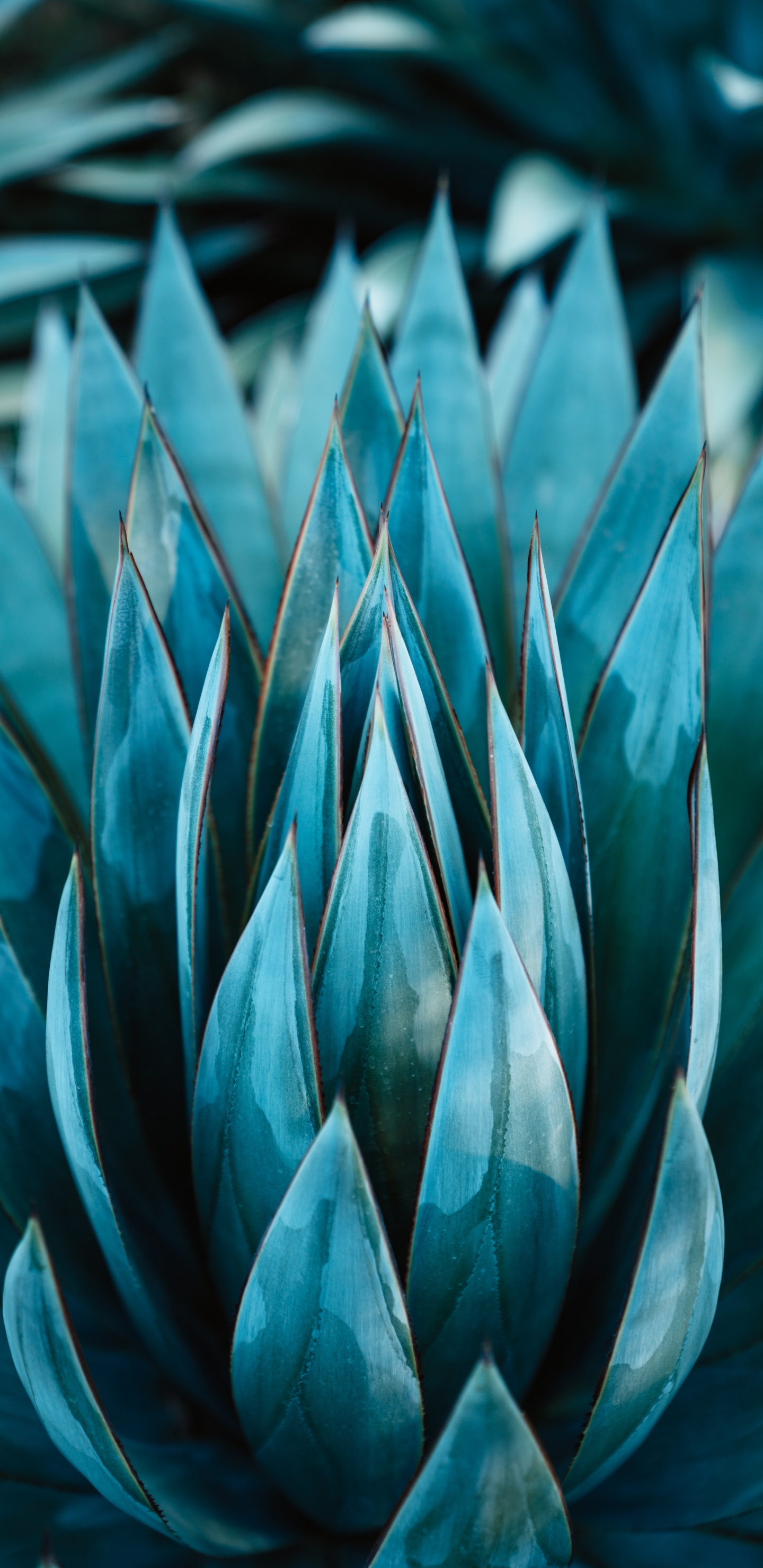 Grünpflanze in Nahaufnahme Close. Wallpaper in 1440x2960 Resolution