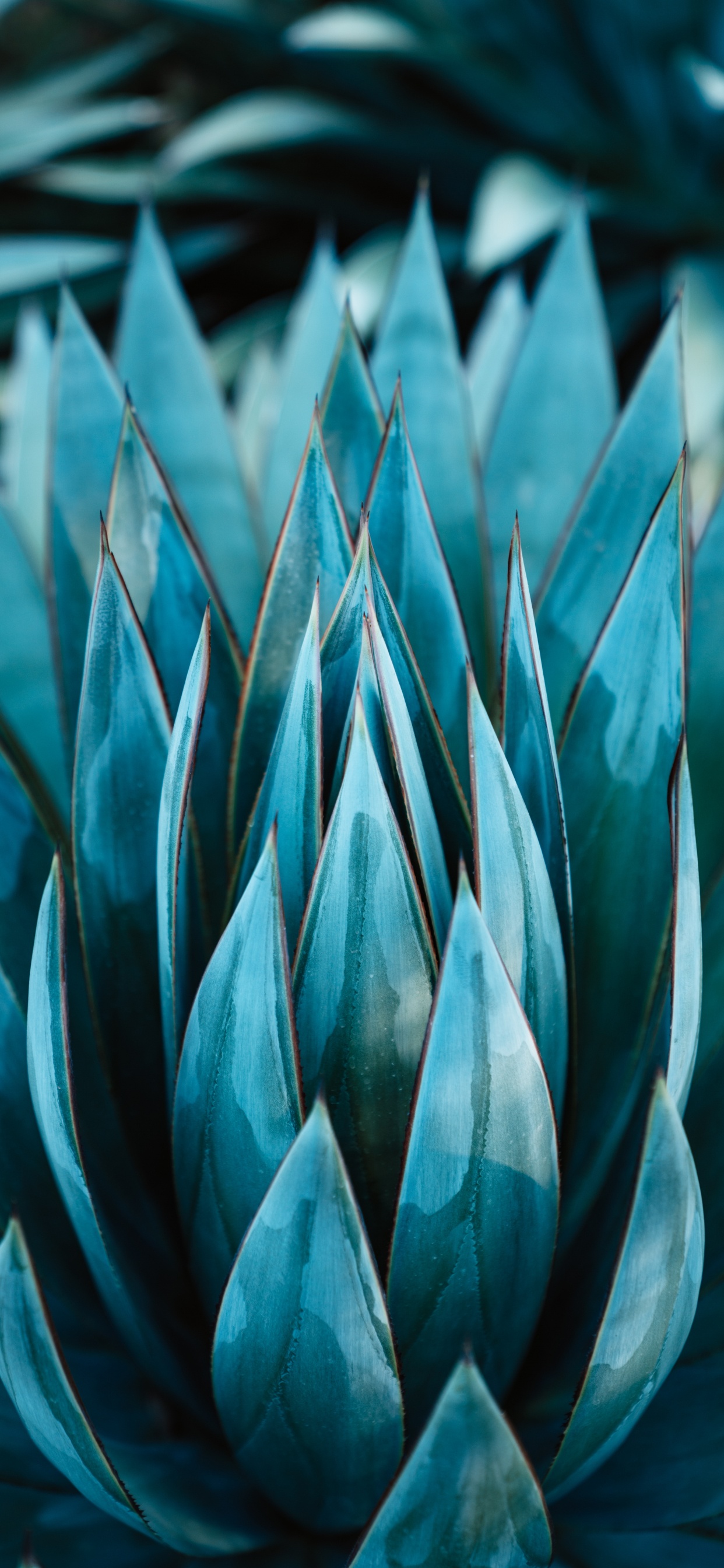 Planta Verde en Fotografía de Cerca. Wallpaper in 1242x2688 Resolution