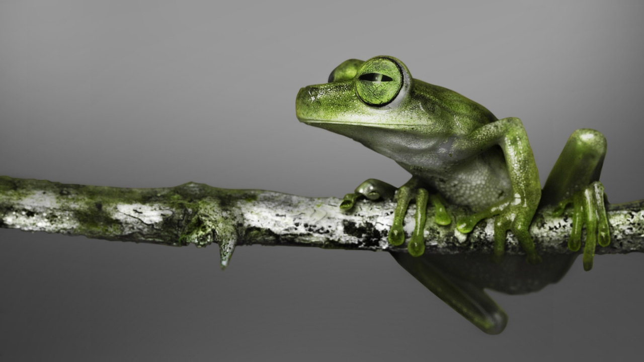 Green Frog on Brown Tree Branch. Wallpaper in 1280x720 Resolution