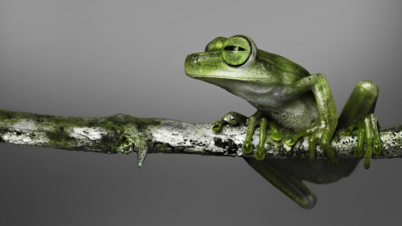 Green Frog on Brown Tree Branch. Wallpaper in 1366x768 Resolution