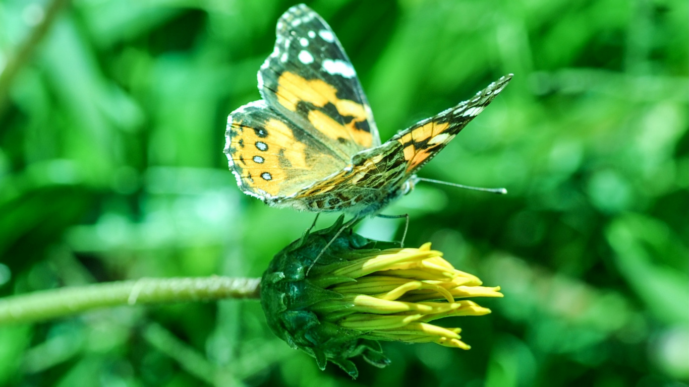 Mariposa Amarilla y Negra Encaramada en la Planta Verde. Wallpaper in 1366x768 Resolution