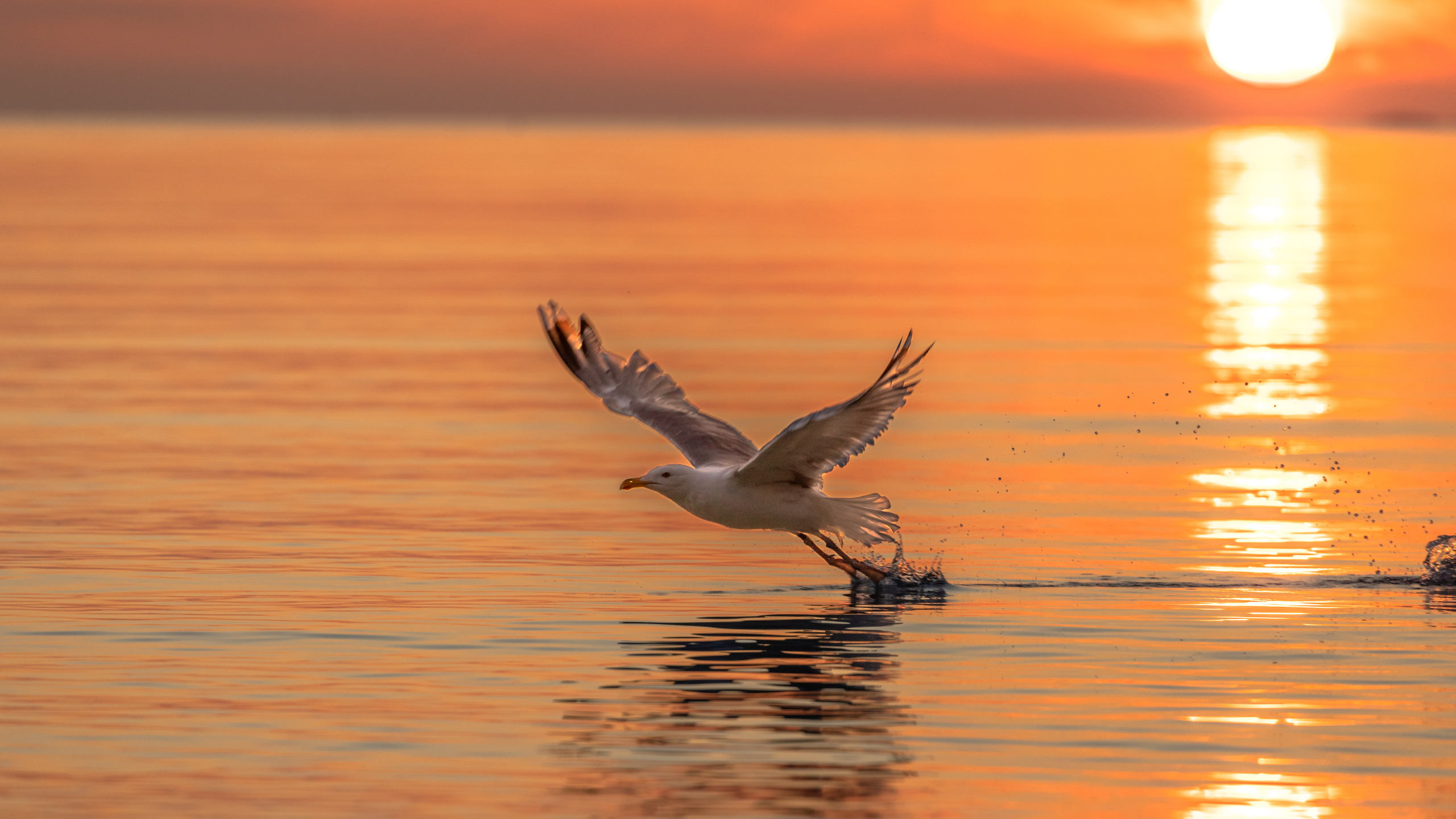 White Bird Flying Over The Sea During Daytime. Wallpaper in 2560x1440 Resolution