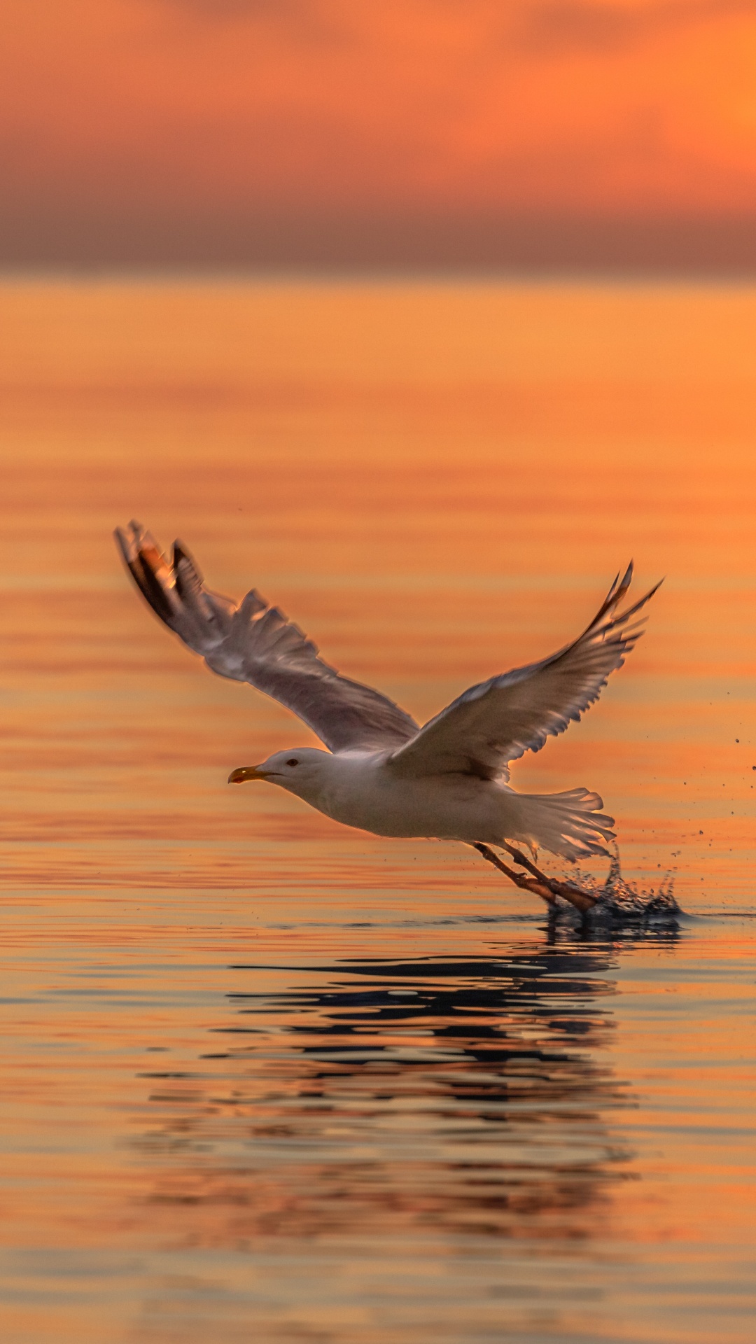 Oiseau Blanc Survolant la Mer Pendant la Journée. Wallpaper in 1080x1920 Resolution