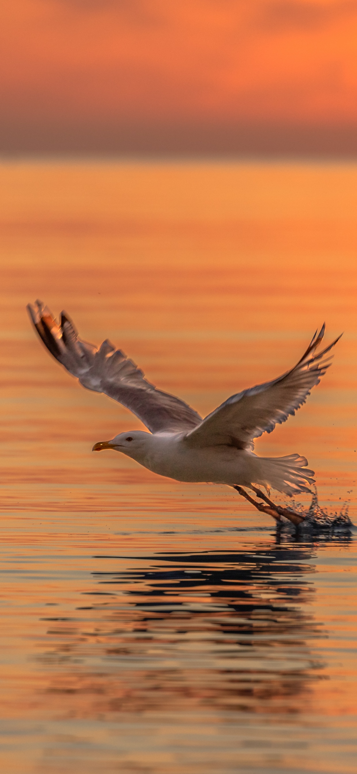 Oiseau Blanc Survolant la Mer Pendant la Journée. Wallpaper in 1242x2688 Resolution