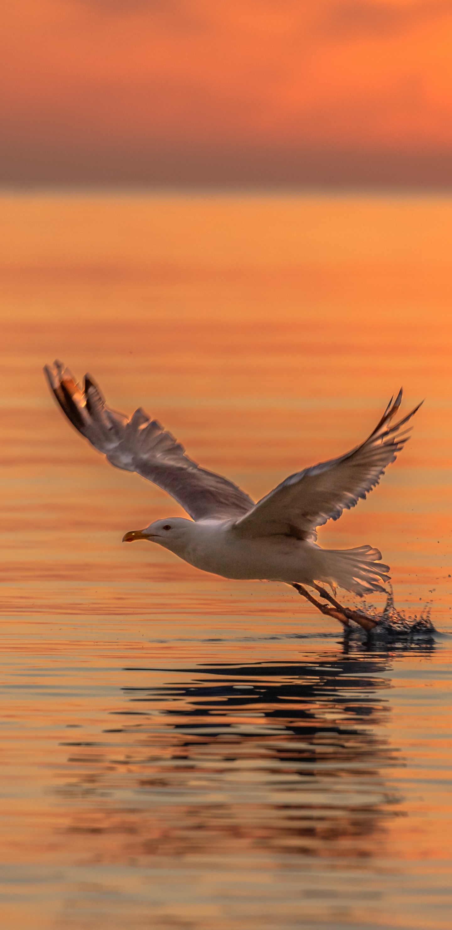 Weißer Vogel, Der Tagsüber Über Das Meer Fliegt. Wallpaper in 1440x2960 Resolution