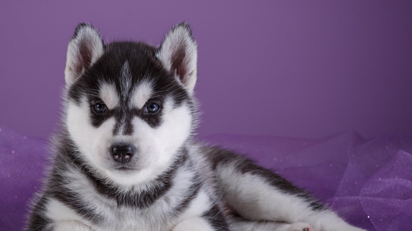 Schwarz-Weiß-Welpen Des Sibirischen Huskys. Wallpaper in 1366x768 Resolution