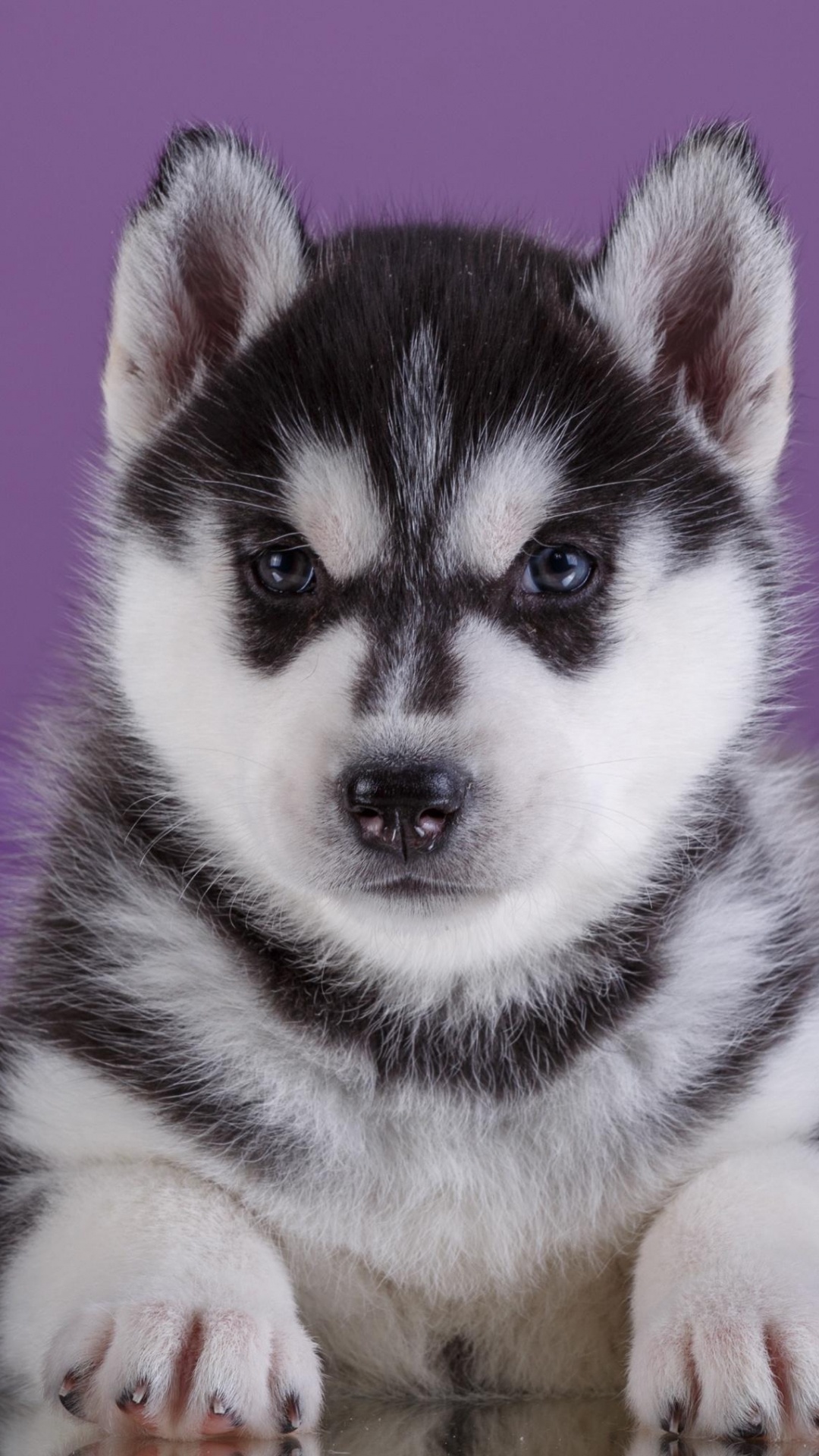 Black and White Siberian Husky Puppy. Wallpaper in 1080x1920 Resolution