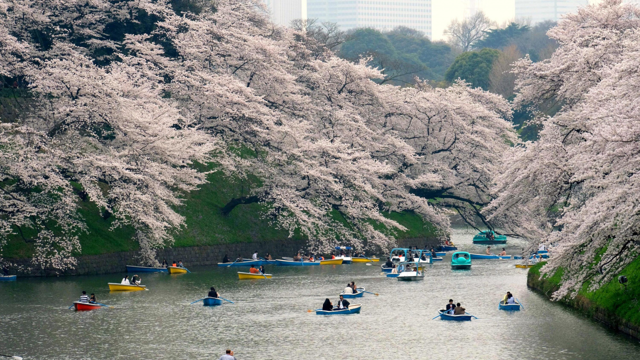 樱花, 银行, 水道, 东京, 水资源 壁纸 1280x720 允许