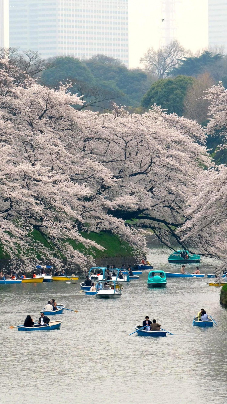 樱花, 银行, 水道, 东京, 水资源 壁纸 750x1334 允许