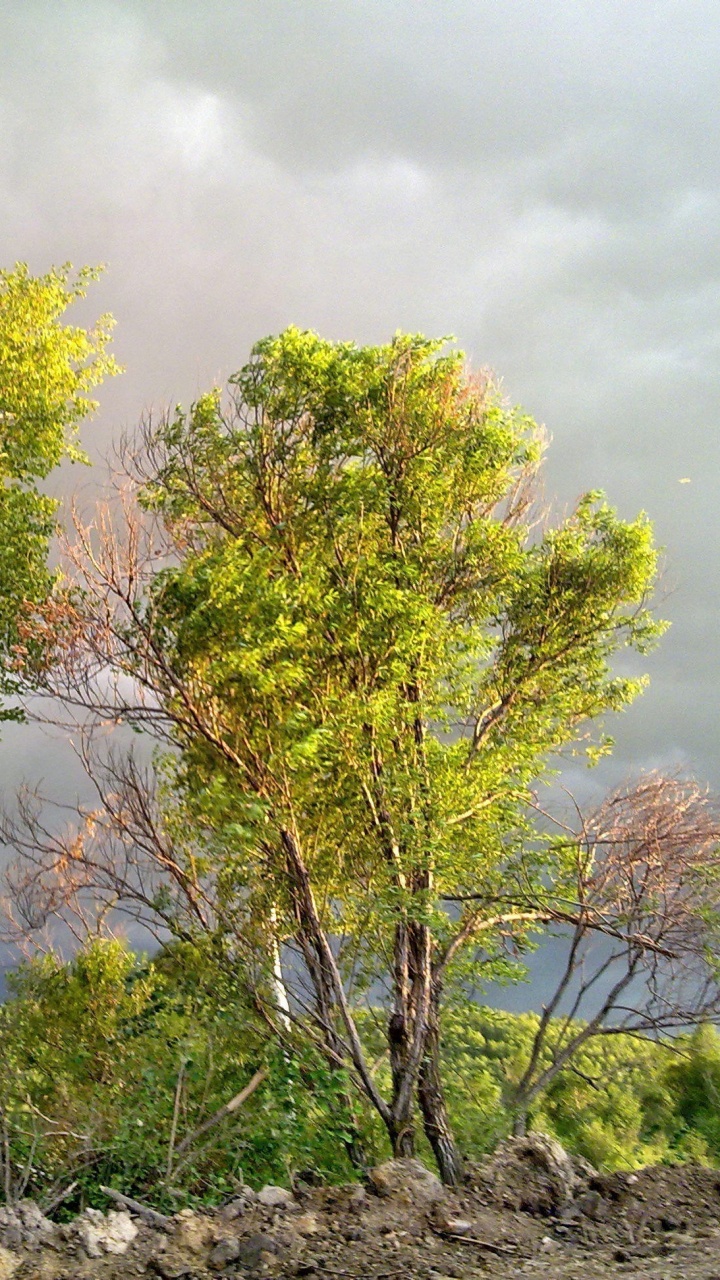 Green and Yellow Trees Under White Clouds and Blue Sky During Daytime. Wallpaper in 720x1280 Resolution