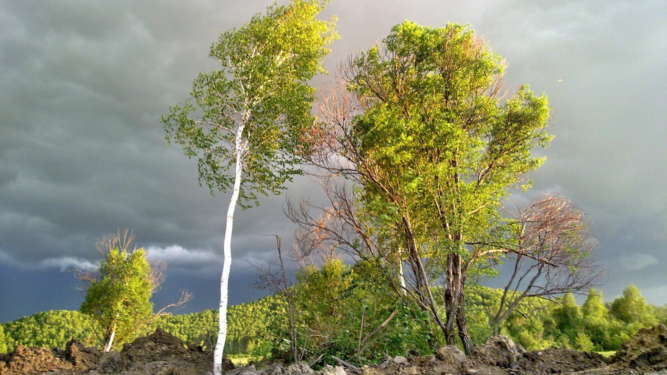 Arbres Verts et Jaunes Sous Des Nuages Blancs et un Ciel Bleu Pendant la Journée. Wallpaper in 2560x1440 Resolution