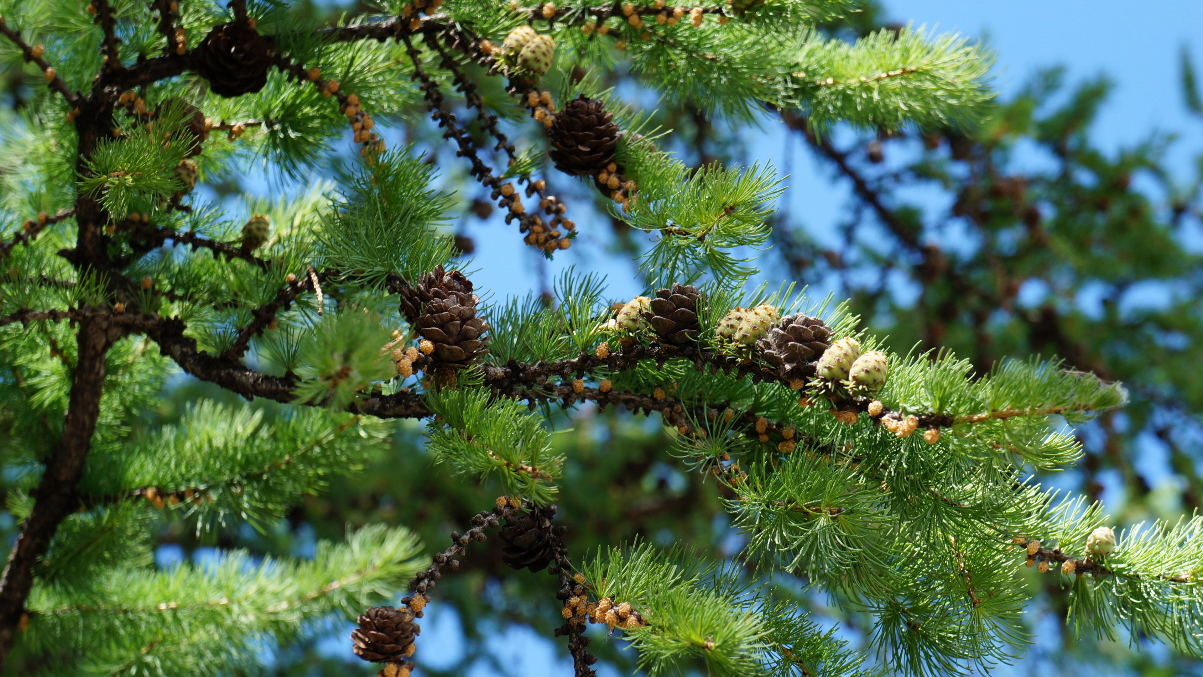 Cono de Pino Verde y Marrón. Wallpaper in 3840x2160 Resolution