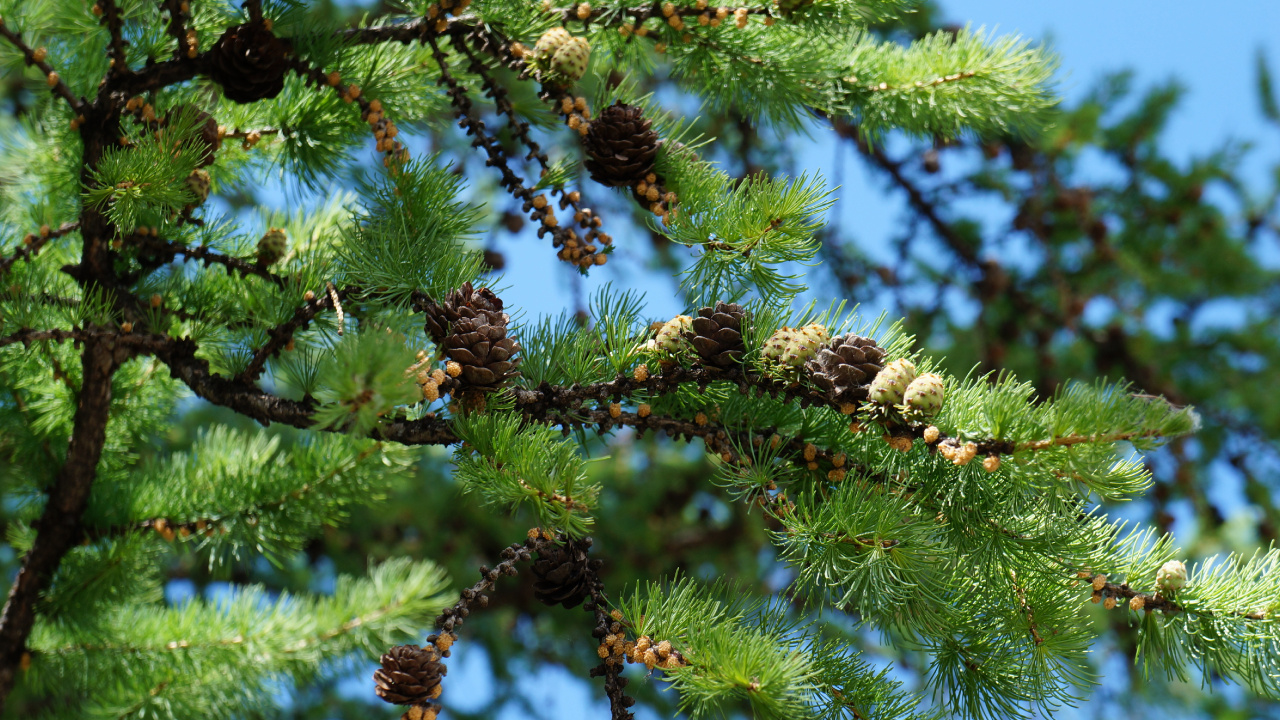 Grüner Und Brauner Tannenzapfen. Wallpaper in 1280x720 Resolution