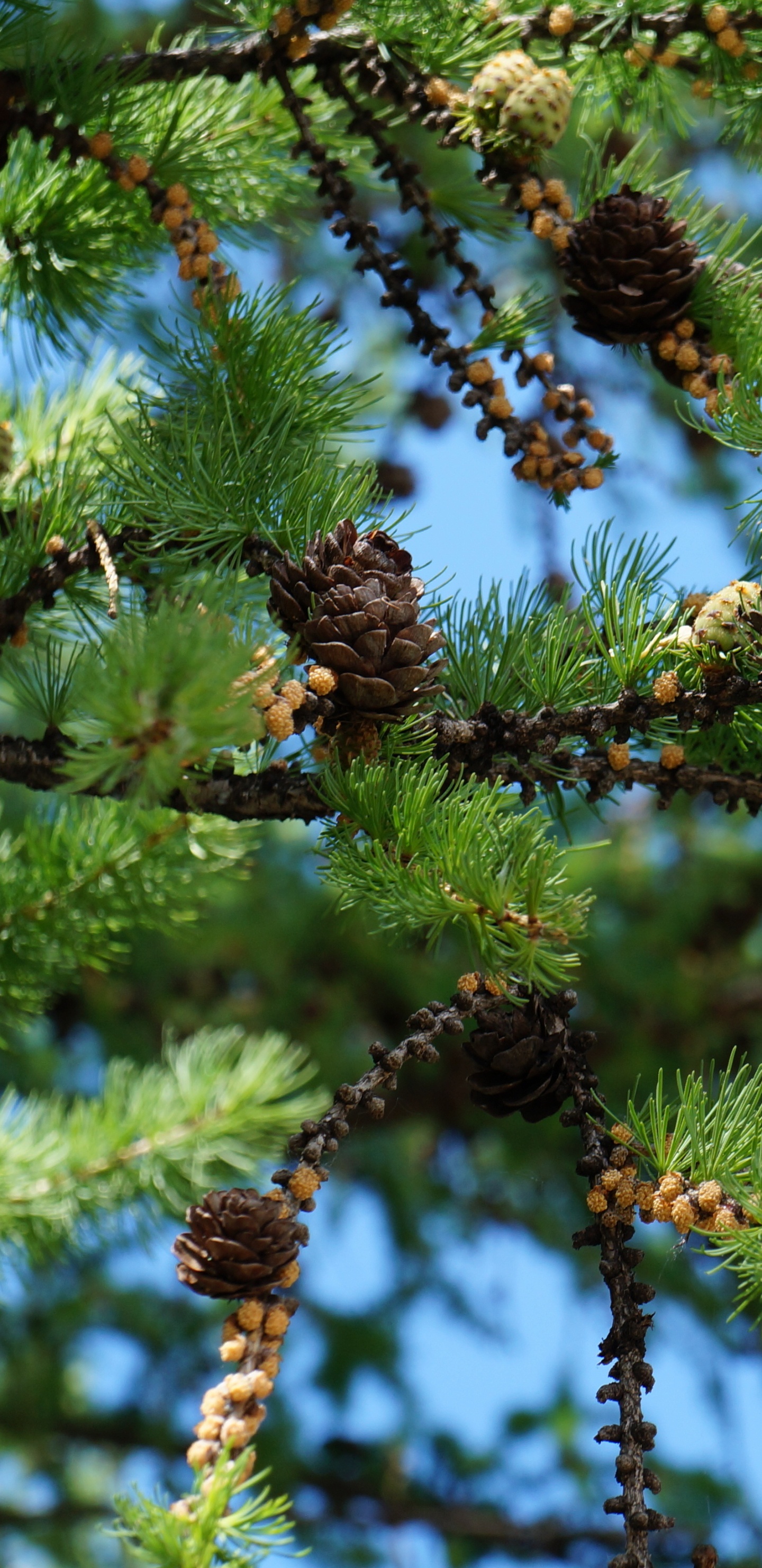Green and Brown Pine Cone. Wallpaper in 1440x2960 Resolution