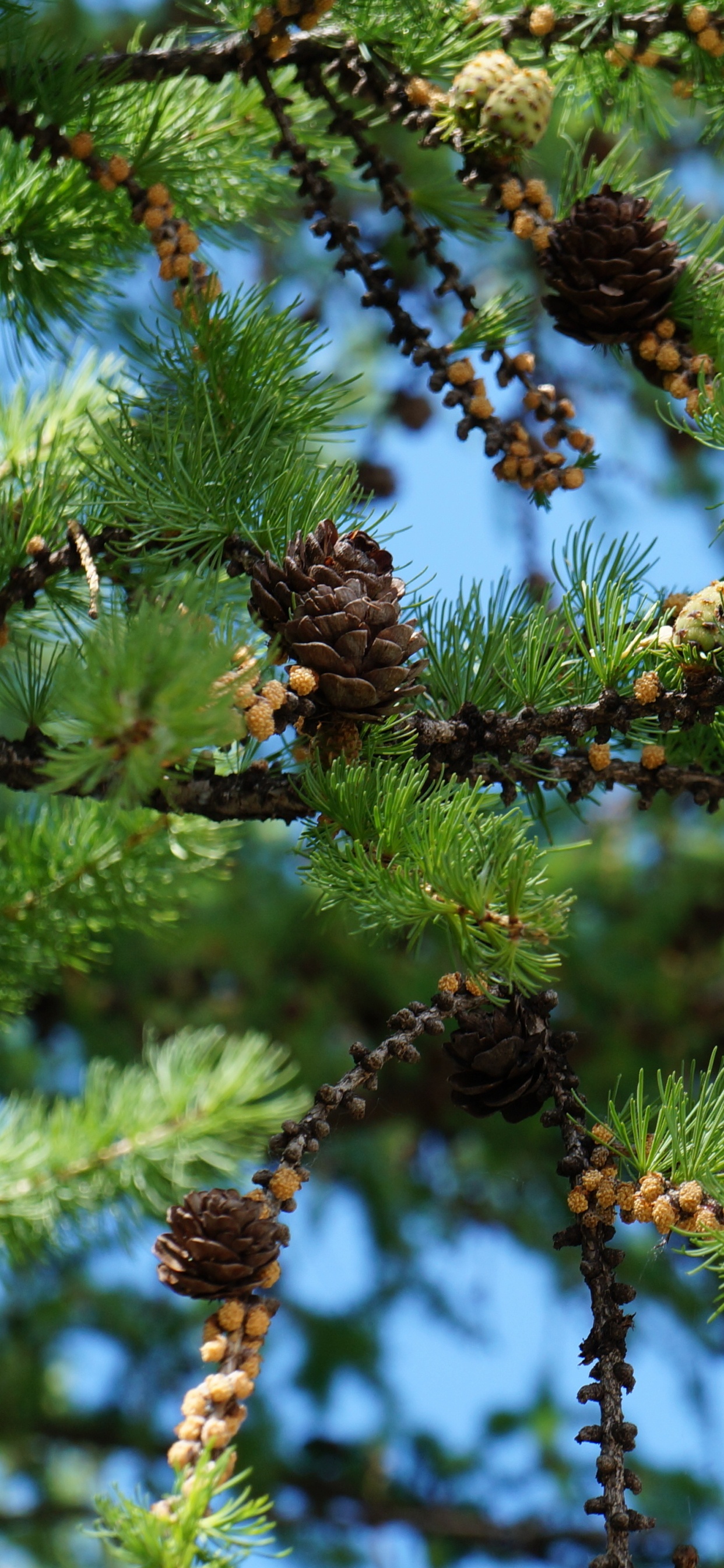 云杉, 针叶树, Fir, 雪松, 温带针叶林 壁纸 1242x2688 允许