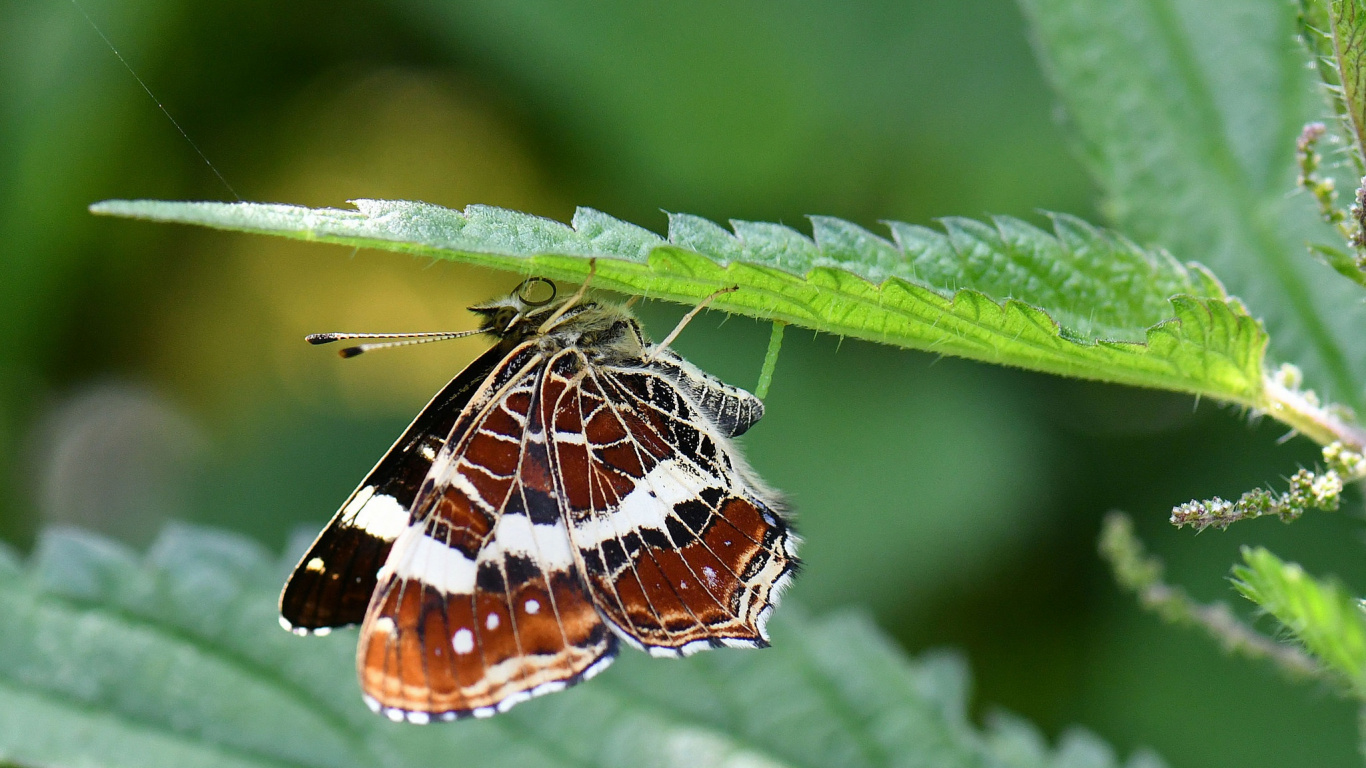 Papillon Noir Blanc et Orange Perché Sur Une Feuille Verte en Photographie Rapprochée Pendant la Journée. Wallpaper in 1366x768 Resolution