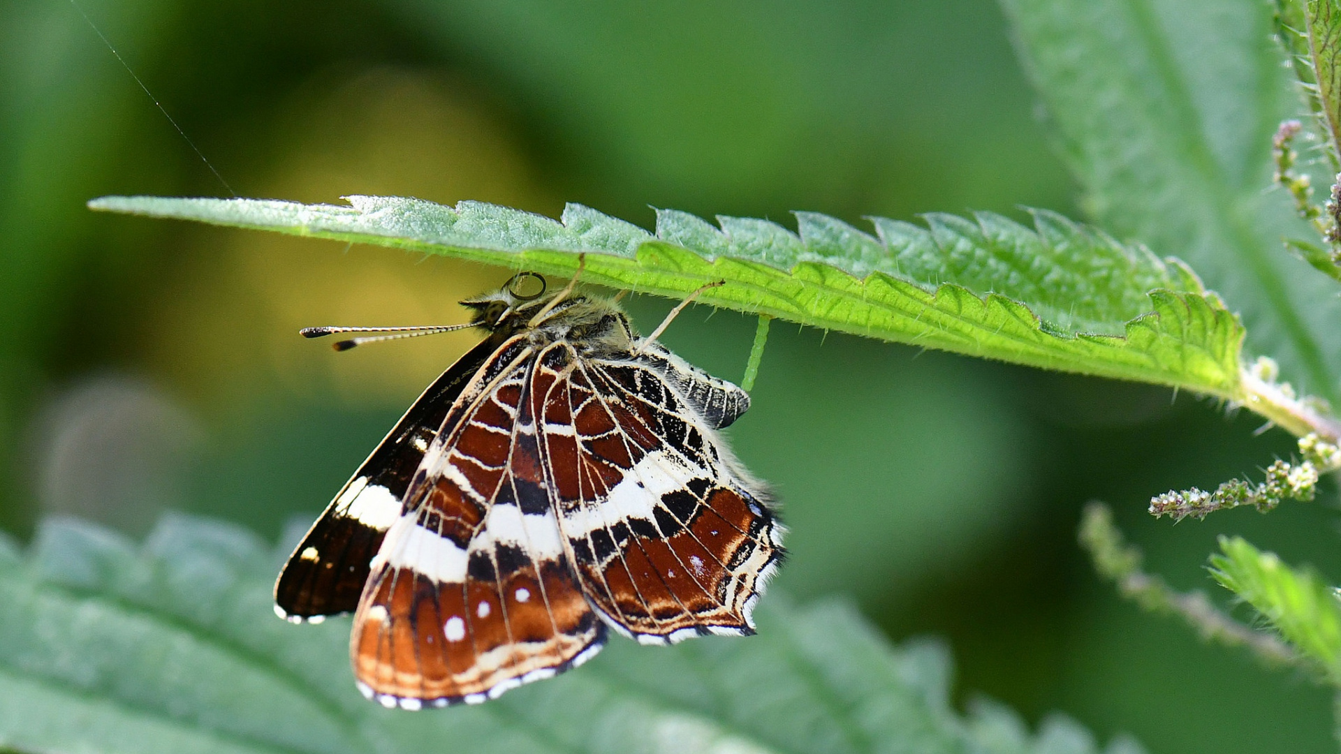 Papillon Noir Blanc et Orange Perché Sur Une Feuille Verte en Photographie Rapprochée Pendant la Journée. Wallpaper in 1920x1080 Resolution