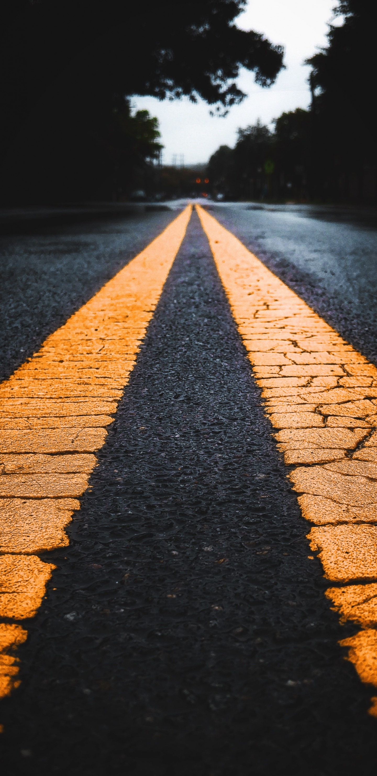 Wasser, Fahrbahn, Holz, Branch, Asphalt. Wallpaper in 1440x2960 Resolution