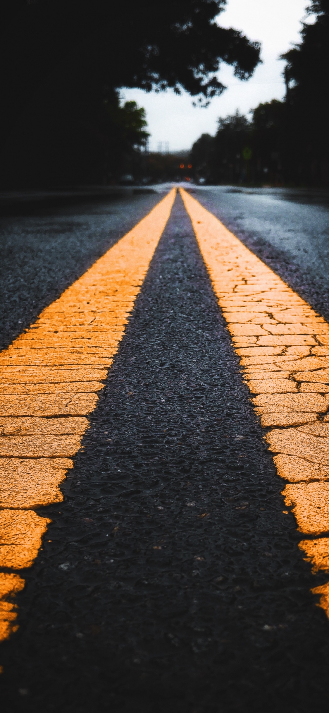 Water, Road Surface, Wood, Branch, Asphalt. Wallpaper in 1125x2436 Resolution