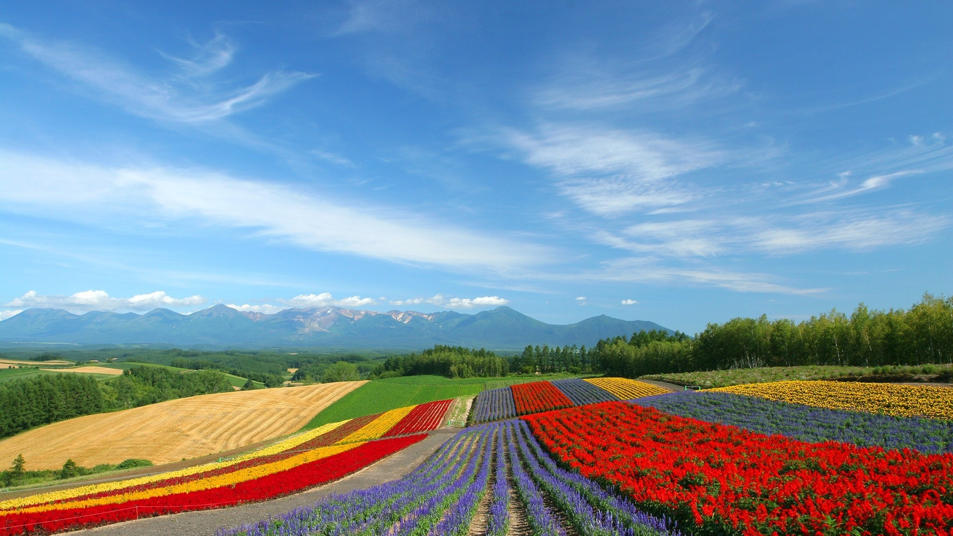 Champ de Fleurs Rouges Jaunes et Vertes Sous Ciel Bleu Pendant la Journée. Wallpaper in 1920x1080 Resolution