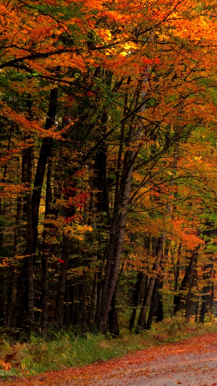 Autumn, Plant, Natural Environment, Natural Landscape, Tree. Wallpaper in 720x1280 Resolution