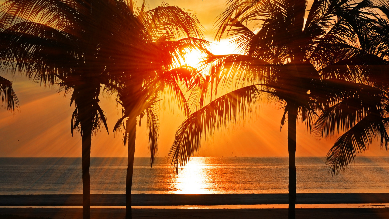 Palm Tree Near Body of Water During Sunset. Wallpaper in 1280x720 Resolution