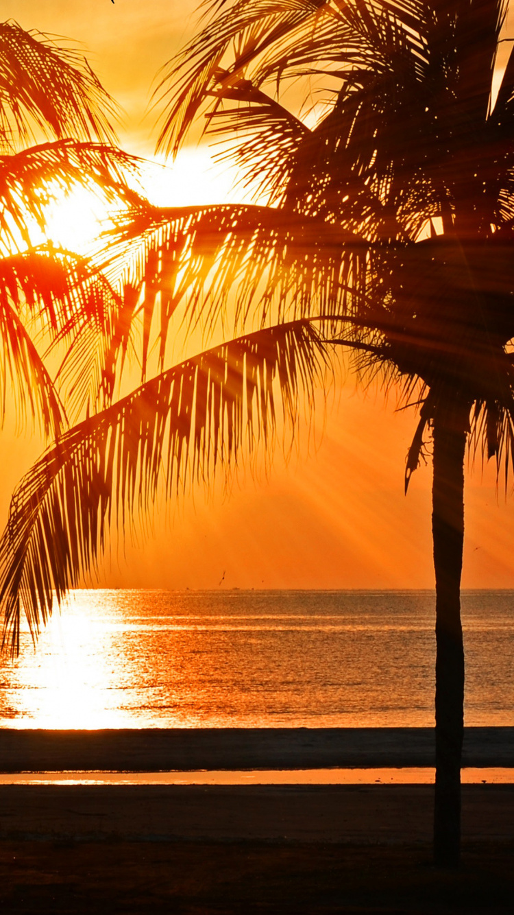 Palm Tree Near Body of Water During Sunset. Wallpaper in 750x1334 Resolution