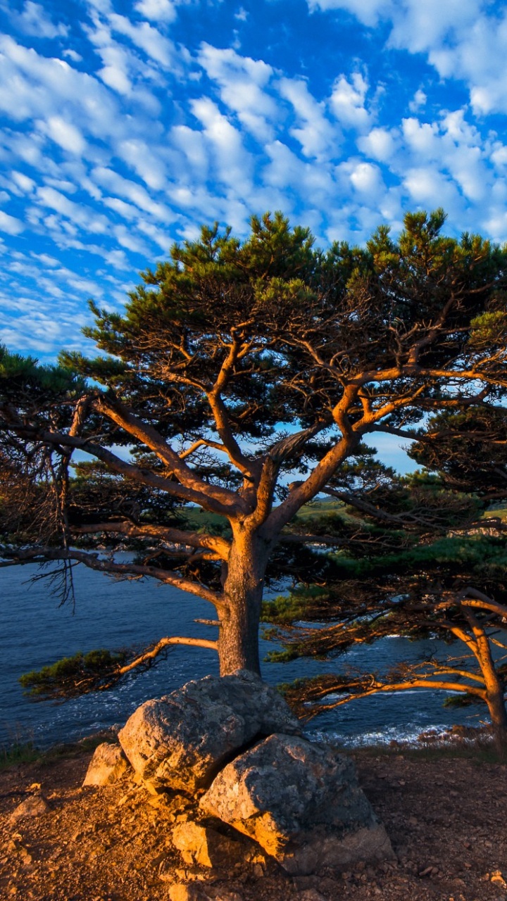 Arbre Vert Sur un Rocher Brun Près D'un Plan D'eau Pendant la Journée. Wallpaper in 720x1280 Resolution
