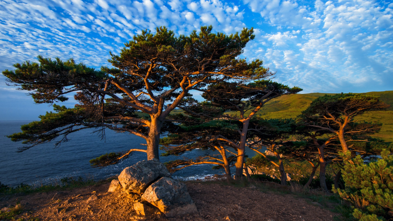 Green Tree on Brown Rock Near Body of Water During Daytime. Wallpaper in 1280x720 Resolution