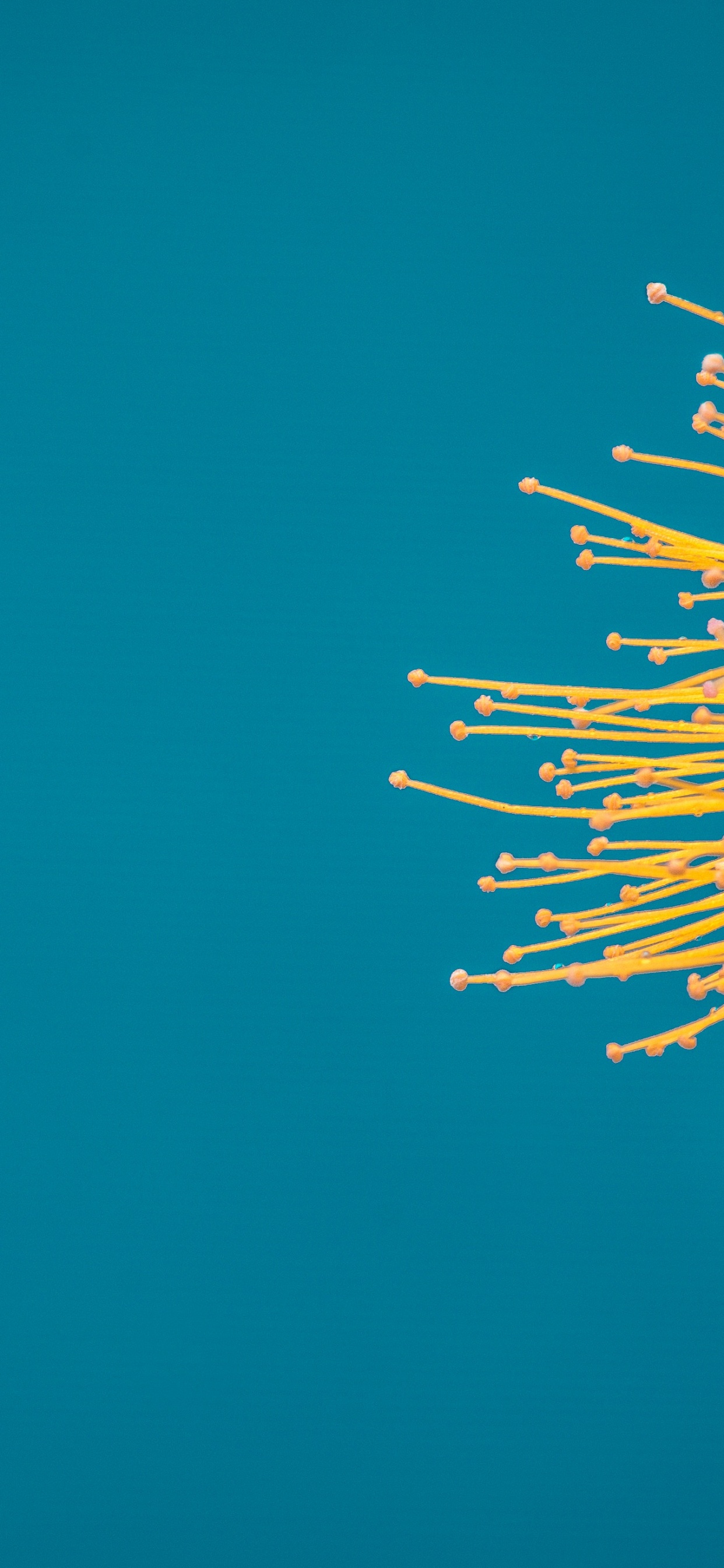 Flower, Quotation, Inspirational Quote, Motivational Quote, Morning. Wallpaper in 1242x2688 Resolution