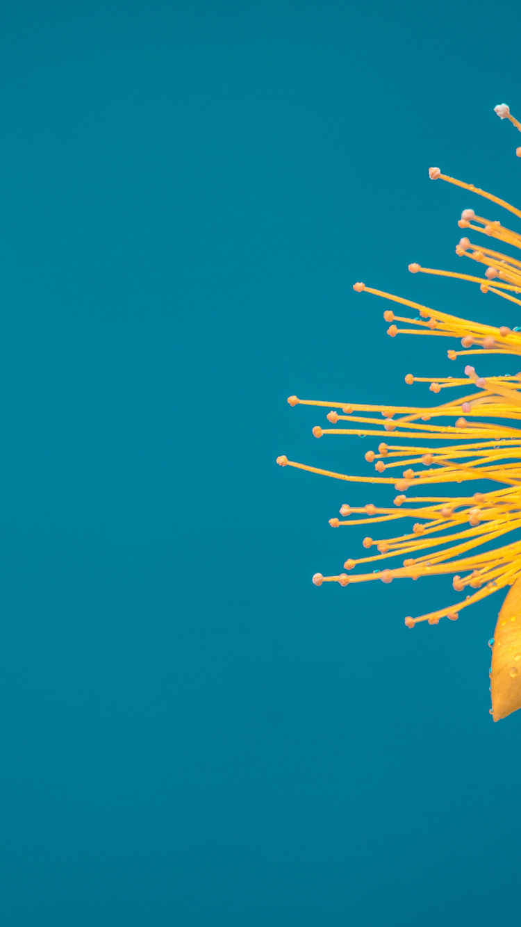 Flower, Quotation, Inspirational Quote, Motivational Quote, Morning. Wallpaper in 750x1334 Resolution