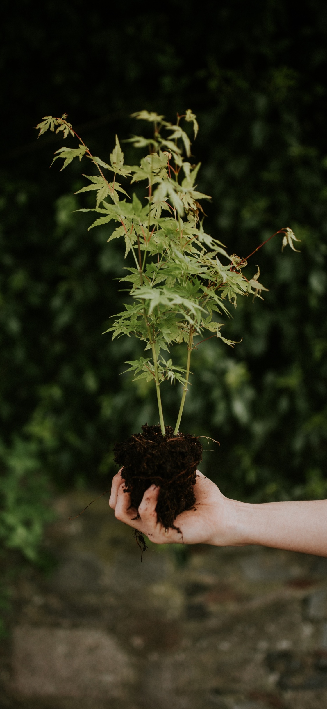 Personne Tenant Une Plante Verte Pendant la Journée. Wallpaper in 1125x2436 Resolution