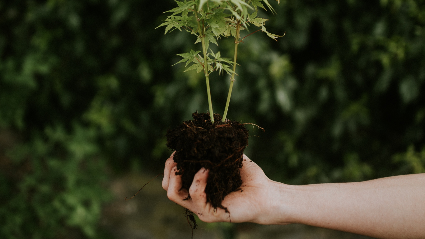 Person Holding Green Plant During Daytime. Wallpaper in 1366x768 Resolution