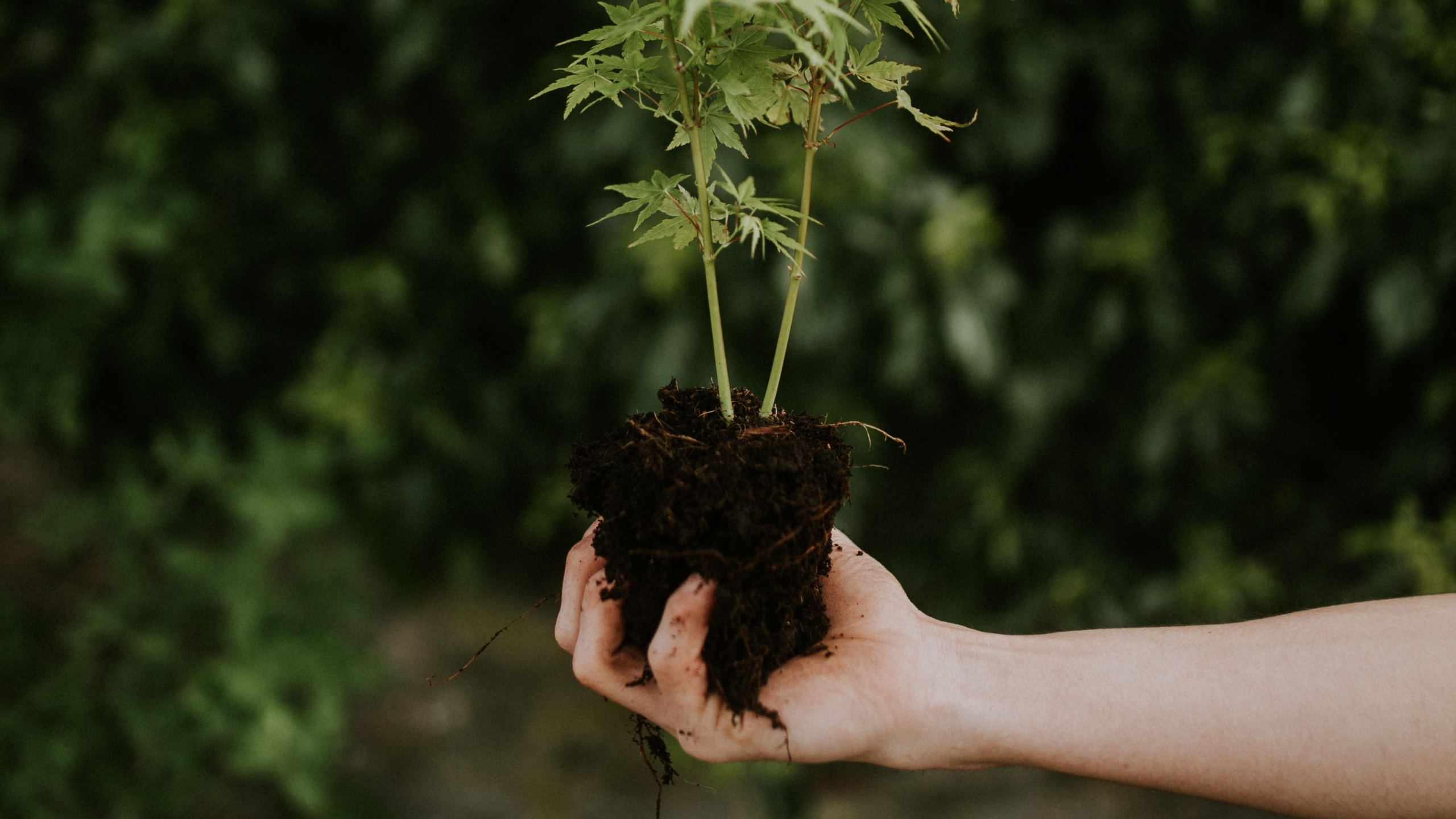 Person Holding Green Plant During Daytime. Wallpaper in 2560x1440 Resolution