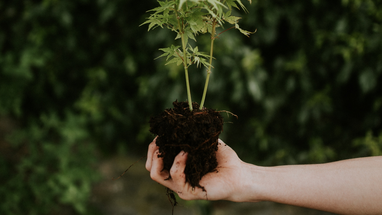 绿色的, 手, 草, 手臂, 盆栽 壁纸 1280x720 允许