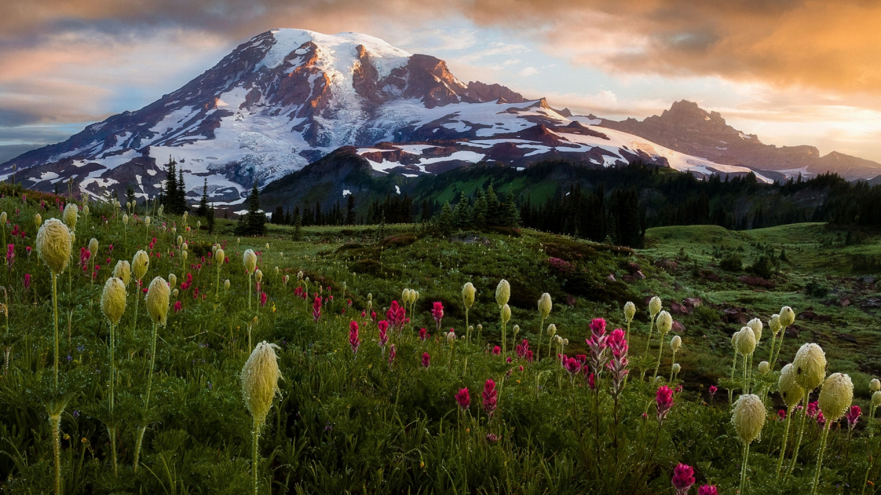 Wildflower, Blog, Cloud, Pflanzen-Gemeinschaft, Ökoregion. Wallpaper in 1280x720 Resolution