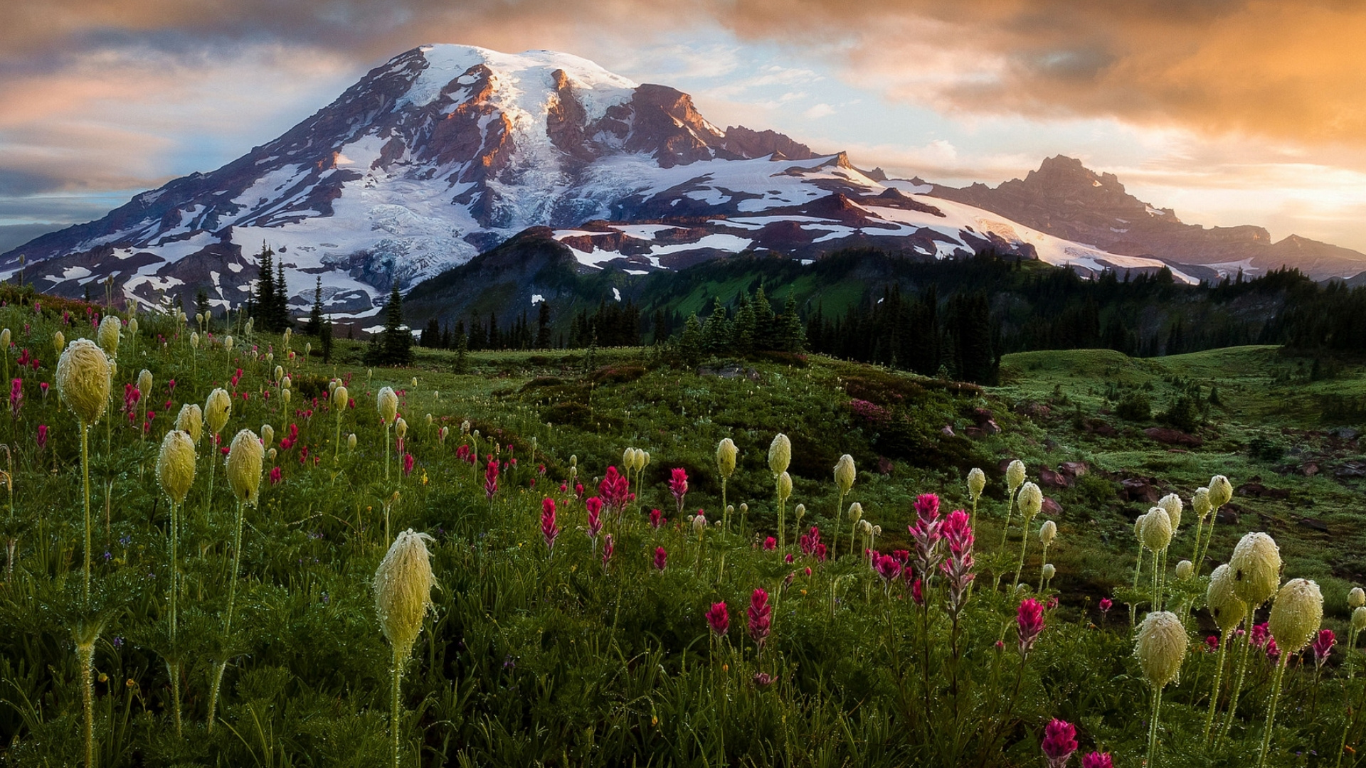 Wildflower, Blog, Flower, Cloud, Plant. Wallpaper in 1920x1080 Resolution