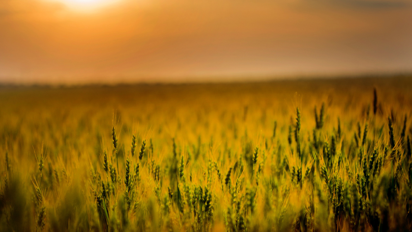 Landwirtschaft, Feld, Bauernhof, Getreide, Menschen in Der Natur. Wallpaper in 1366x768 Resolution
