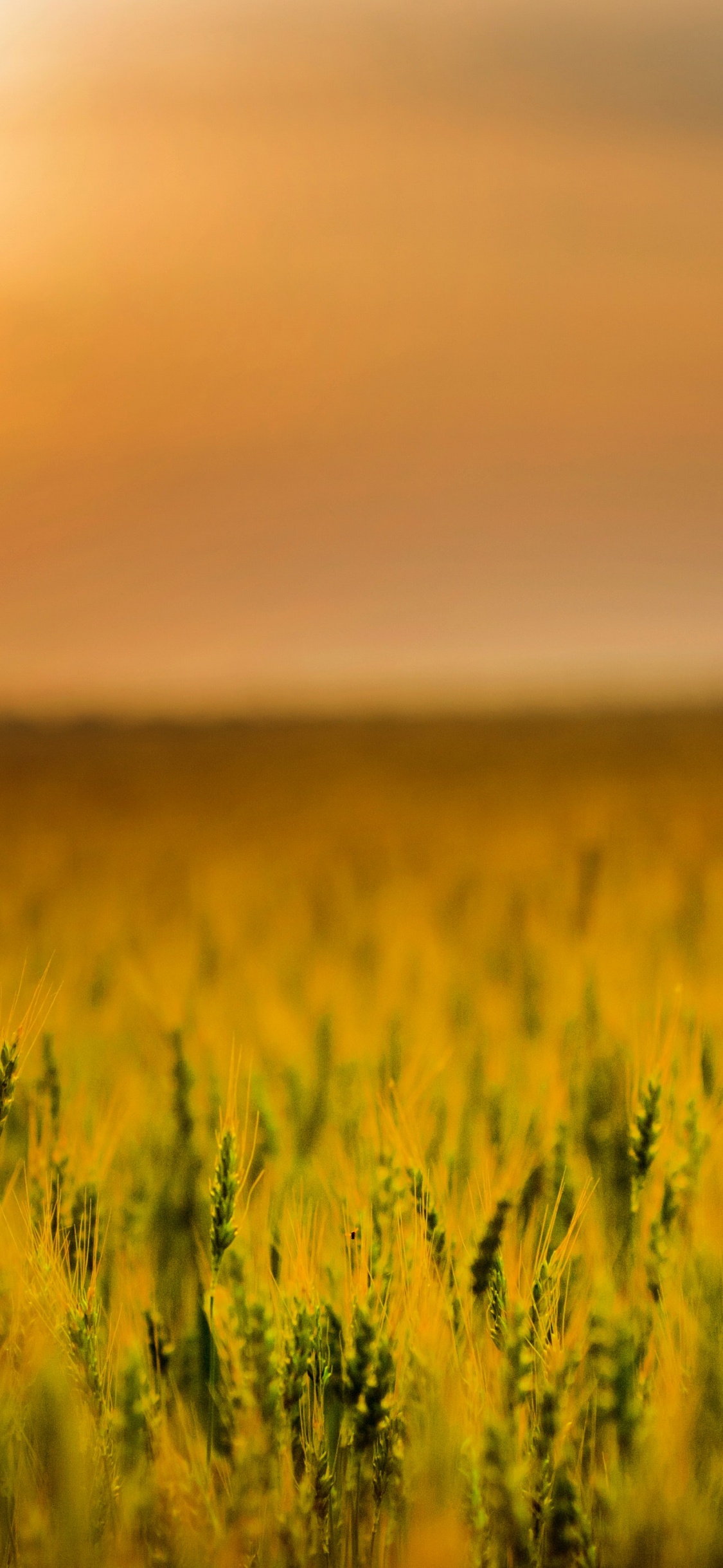 Agriculture, Field, Farm, Cereal, People in Nature. Wallpaper in 1125x2436 Resolution