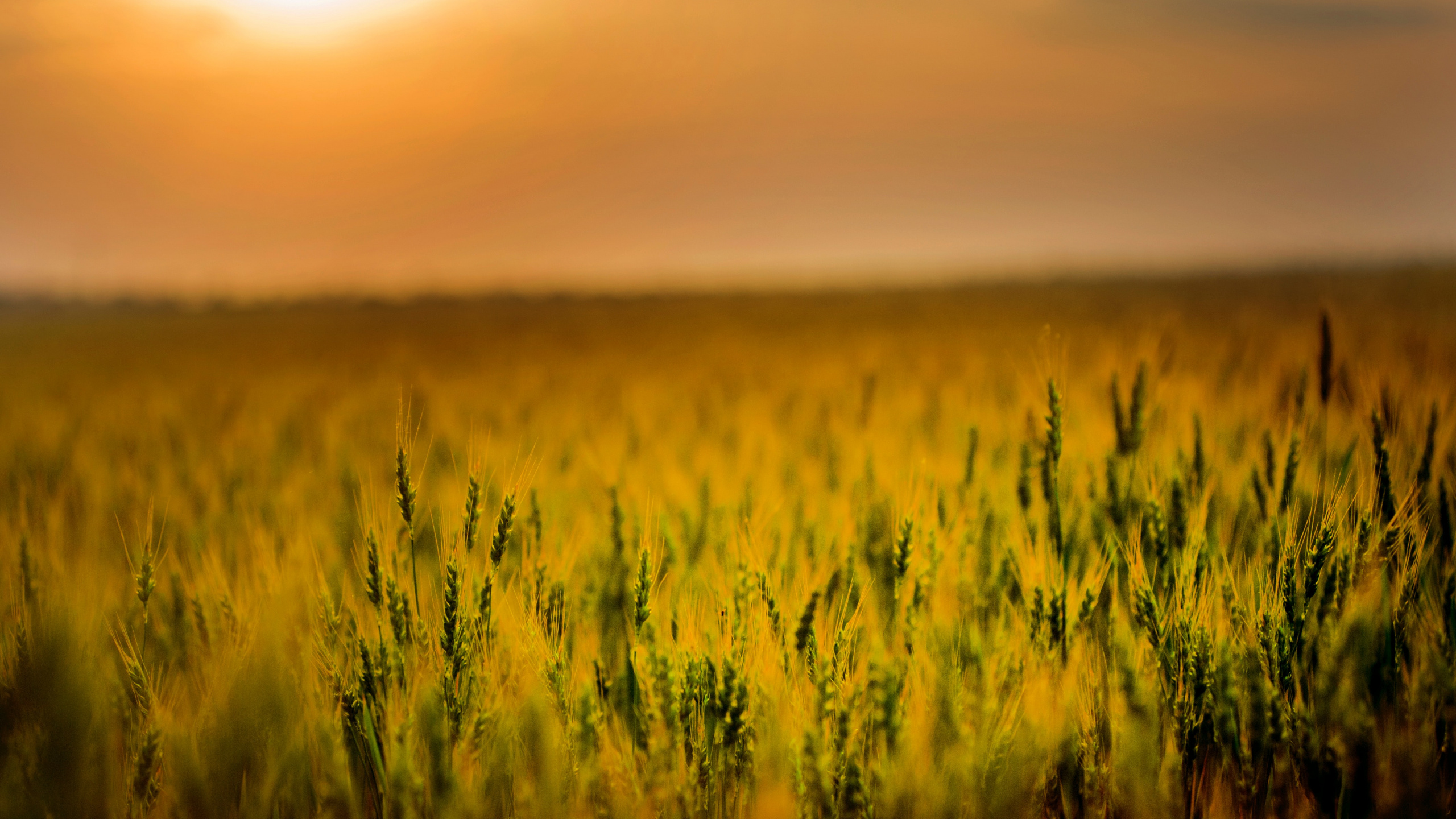 Agriculture, Field, Farm, Cereal, People in Nature. Wallpaper in 2560x1440 Resolution
