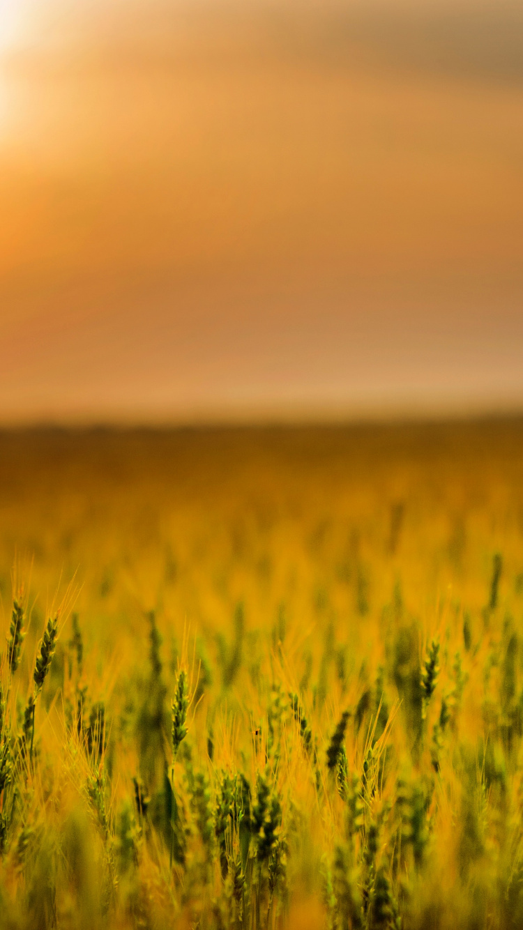 Agriculture, Field, Farm, Cereal, People in Nature. Wallpaper in 750x1334 Resolution