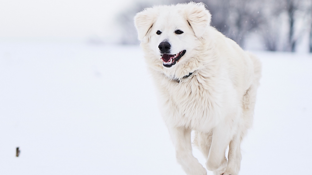 Weißer Langhaariger Hund Auf Schneebedecktem Boden Tagsüber. Wallpaper in 1280x720 Resolution