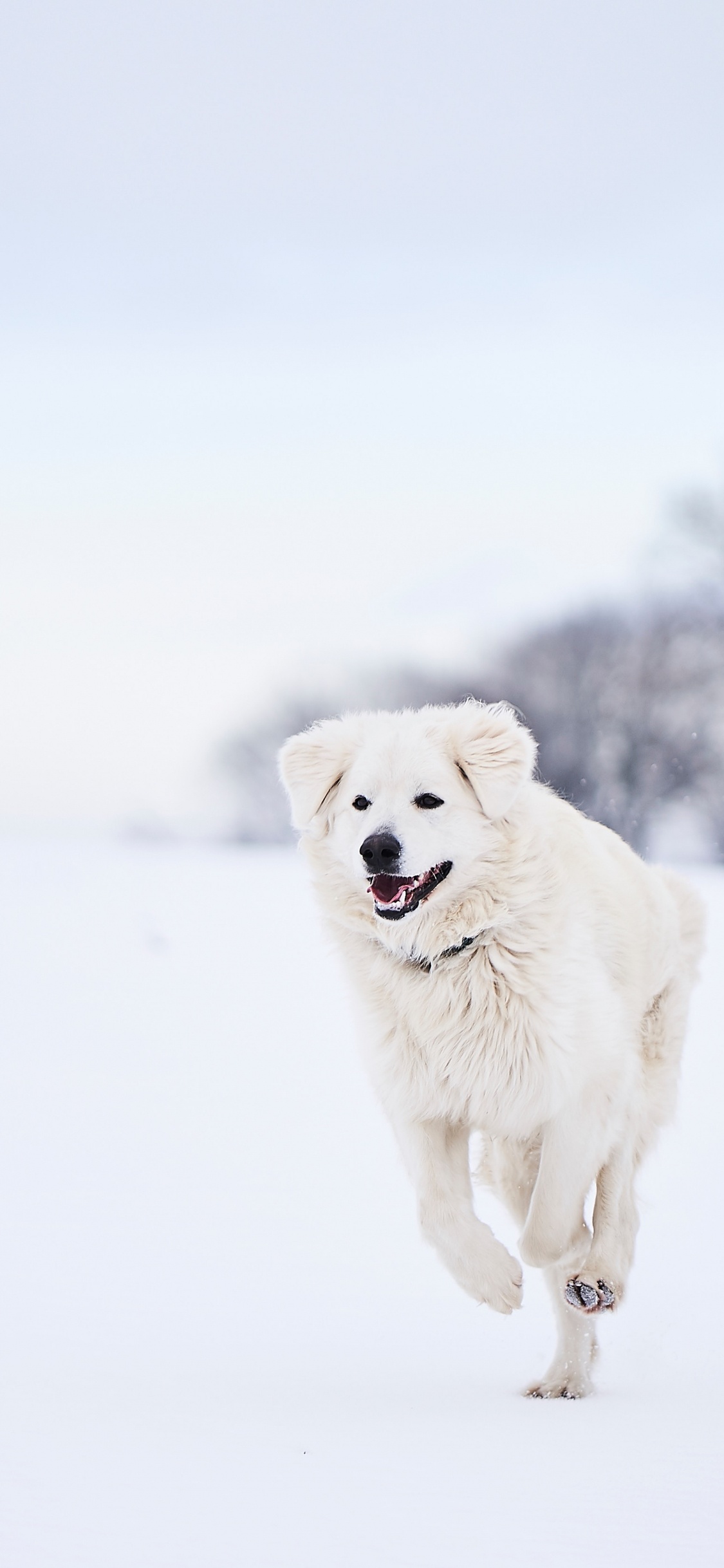 White Long Coated Dog on Snow Covered Ground During Daytime. Wallpaper in 1125x2436 Resolution