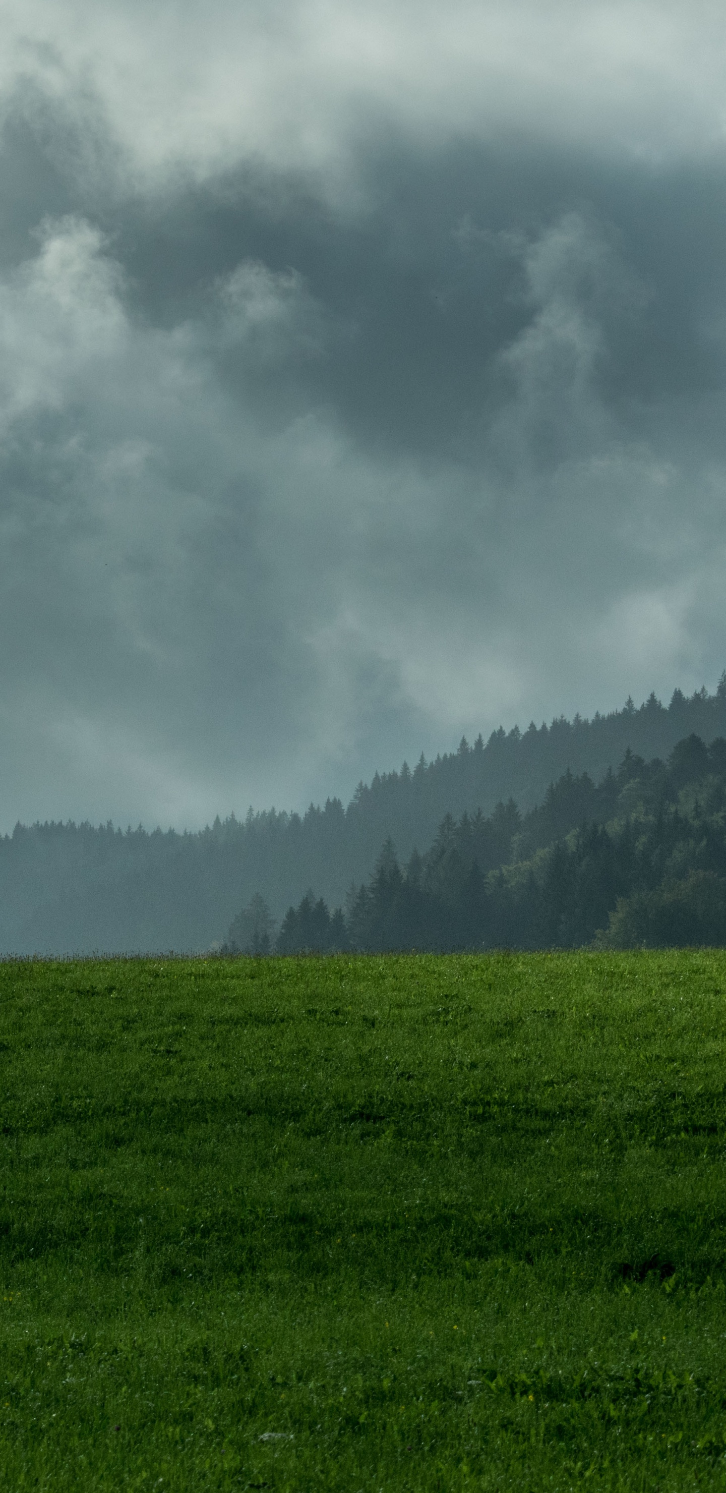 Vegetation, Nebel, Bergigen Landschaftsformen, Naturlandschaft, Biome. Wallpaper in 1440x2960 Resolution