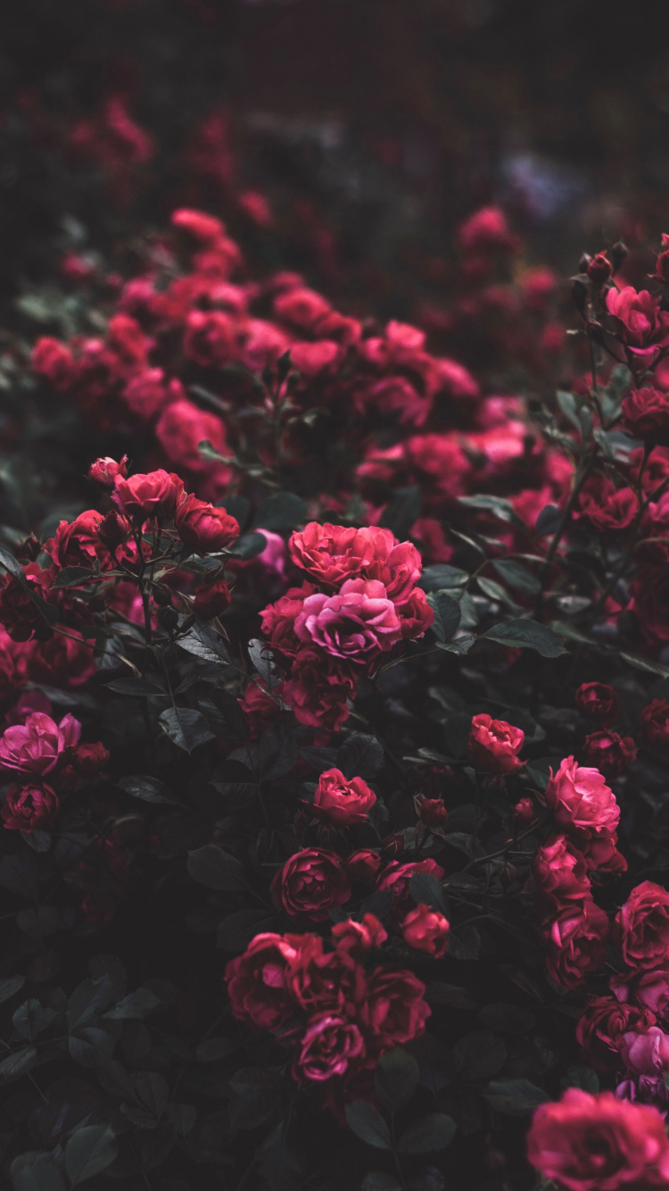 Flower, Rose, Garden Roses, Pink, Plant. Wallpaper in 750x1334 Resolution