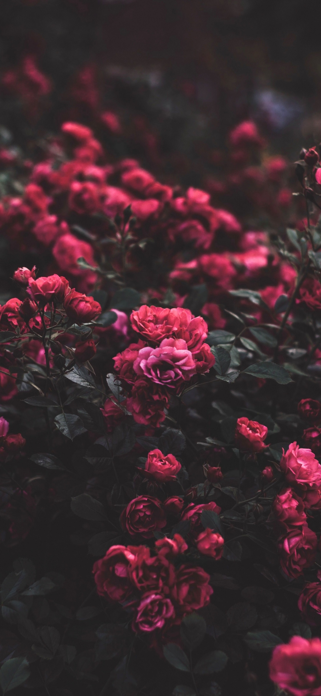 Las Rosas de Jardín, Rosa, Pétalo, Entorno Natural, la Cubierta Vegetal. Wallpaper in 1125x2436 Resolution